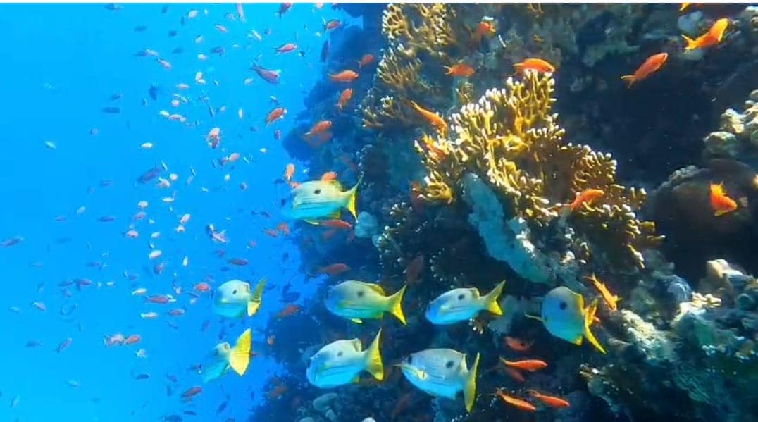 Tauchgebiet im Retreat in Safaga