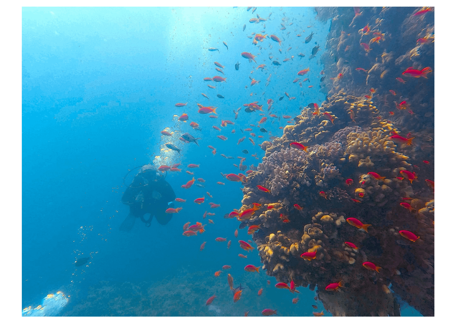 Tauchen in Safaga am Roten Meer